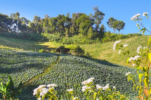 Beutiful cabbages plantation on mountain in Mae Hong Son province, Thailand.