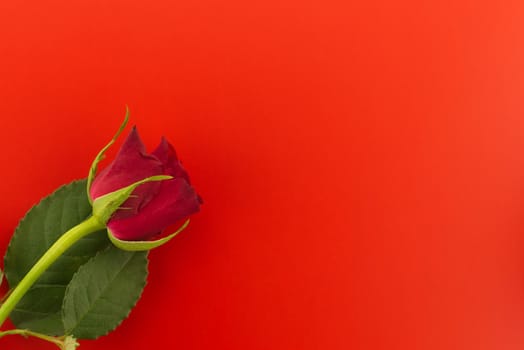 Single rose on red background top view with free copy space. Wishes, greetings and love message