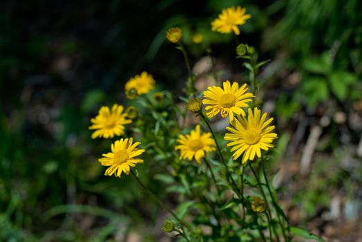 Beautiful yellow daisies. Close-up.