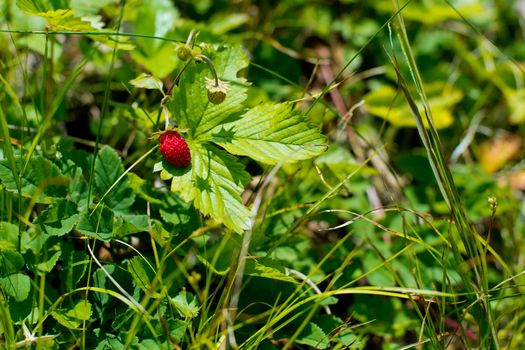 Close-up of strawberries in the forest.