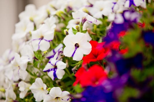 Beautiful daisy flowers. Selective focus.