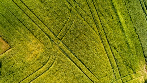 Top view of green field.