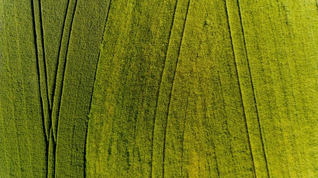 Top view of green field.