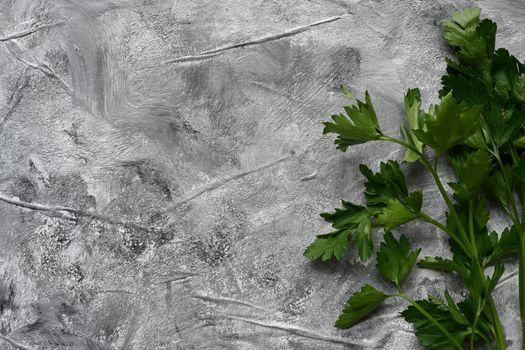 Fresh curly parsley on light grey table.