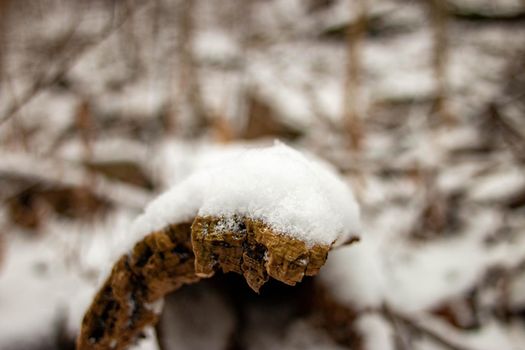 close up of snow on a log, abstract macro photo . High quality photo