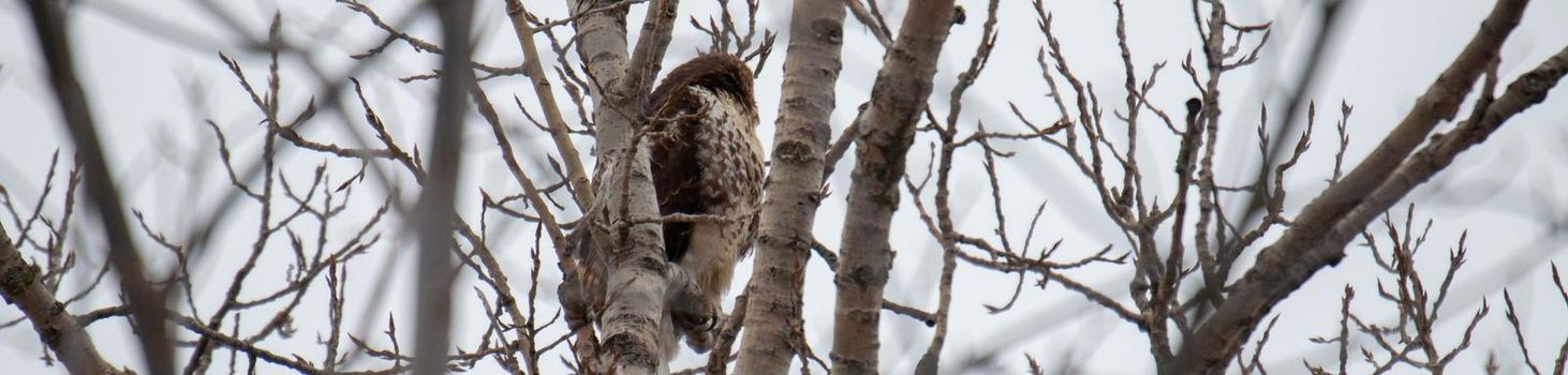 red tail hawk perched in tree in the winter months . High quality photo