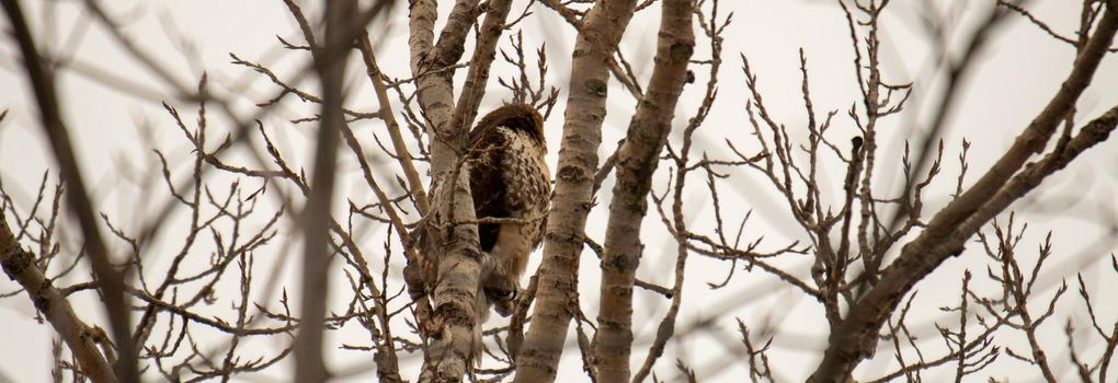 red tail hawk perched in tree in the winter months . High quality photo