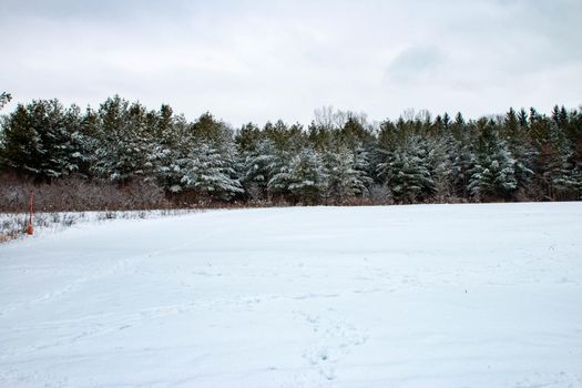 canada panorama of snow covered trees. surrealism and snow. High quality photo