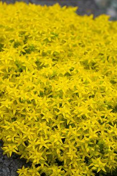 Close up image of wallpepper flower (Sedum acre)