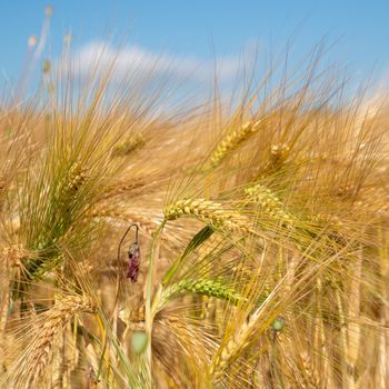 Close up image of a corn field on a sunny day