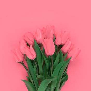 Bouquet of tulips on a pink background.