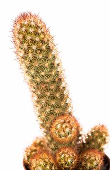 close up of small cactus houseplant in pot on white background