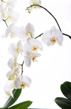 Branch with beautiful tropical orchid flowers on white background