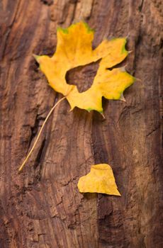 Colorful heart made of autumn leaves on a wooden background.