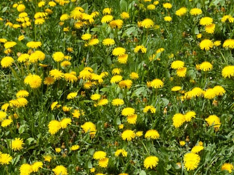 Outdoors bright yellow dandelions on a background of green grass close-up.Texture or background
