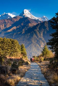 Walking trail to Poon hill view point at Nepal. Poon hill is the famous view point in Gorepani village to see beautiful sunrise over Annapurna mountain range in Nepal