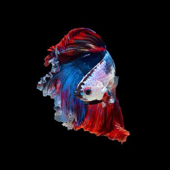 Close up art movement of Betta fish or Siamese fighting fish isolated on black background