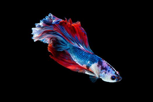 Close up art movement of Betta fish or Siamese fighting fish isolated on black background