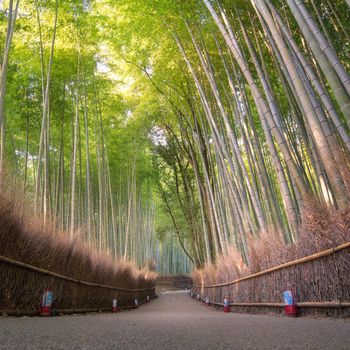 Beautiful nature bamboo forest in autumn season at Arashiyama in Kyoto, Japan.