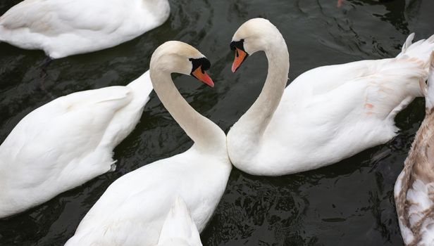 Two white swans, top view, symbol of love