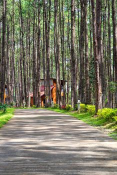 Beautiful Pathway along with nature pine trees with sunshine in summer season at rural fores