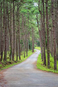 Beautiful Pathway along with nature pine trees with sunshine in summer season at rural fores