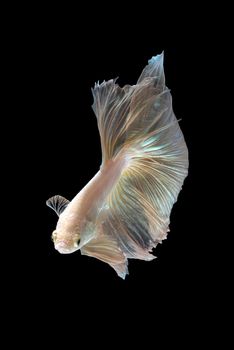 Close up art movement of Betta fish or Siamese fighting fish isolated on black background