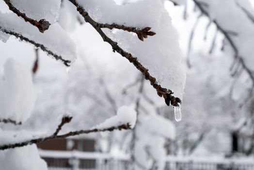 Fresh white snow falling at public park cover road and car in winter season at Kawaguchiko,Japan.