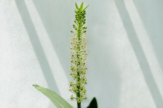 Outdoor long green stem of a flower on a light background close-up
