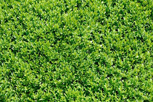 Outdoor green leaves in the open air. Texture or background