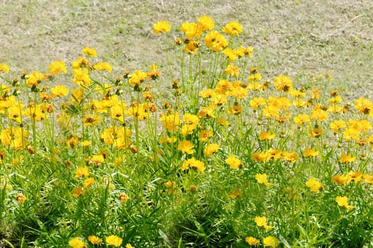 In the summer there are many yellow flowers in the open air close-up.Texture or background