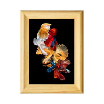 Close up art movement of Betta fish,Siamese fighting fish in nature wood photo frame on white background