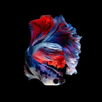 Close up art movement of Betta fish or Siamese fighting fish isolated on black background