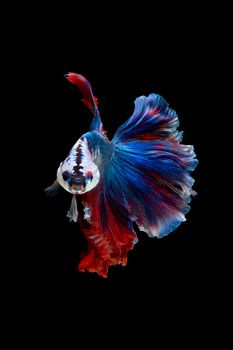 Close up art movement of Betta fish or Siamese fighting fish isolated on black background