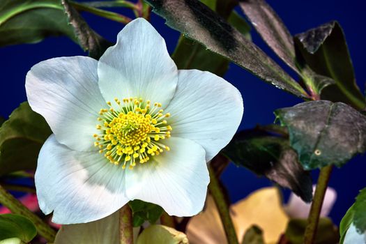 detail of white hellebore flower in Poland