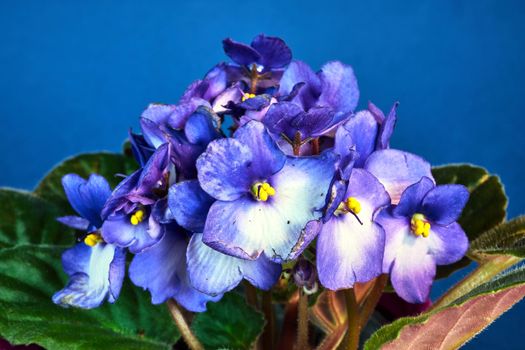 detail of a white and blue african violet flower against a blue background in Poland