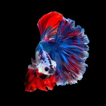 Close up art movement of Betta fish or Siamese fighting fish isolated on black background