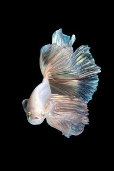 Close up art movement of Betta fish or Siamese fighting fish isolated on black background