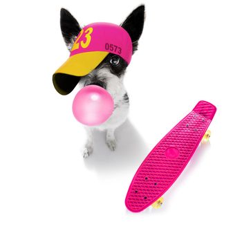 cool casual look poodle dog wearing a baseball cap or hat , sporty and fit , ready for a walk and leash, on a skateboard