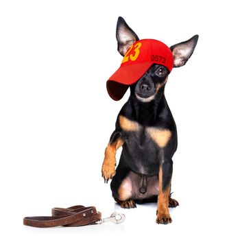 cool casual look prague ratter  dog wearing a baseball cap or hat , sporty and fit , isolated on white background waiting for a walk