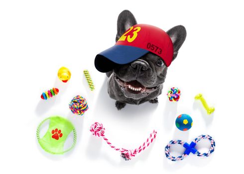 cool casual look french bulldog dog wearing a baseball cap or hat ,toys around isolated on white background