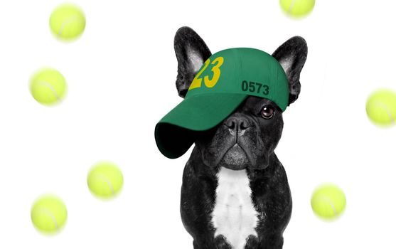 cool casual look french bulldog dog playing tennis with cap or hat , sporty and fit , isolated on white background