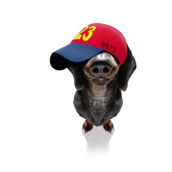 cool casual look dachshund dog wearing a baseball cap or hat , sporty and fit, hinding eyes under hat