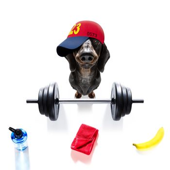 fitness sausage dachshund dog lifting a heavy big dumbbell, as personal trainer , isolated on white background and a banana fruit