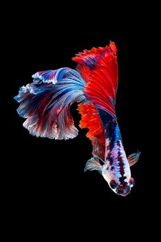 Close up art movement of Betta fish or Siamese fighting fish isolated on black background