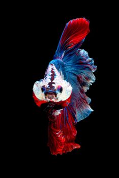 Close up art movement of Betta fish or Siamese fighting fish isolated on black background