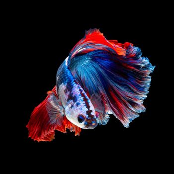 Close up art movement of Betta fish or Siamese fighting fish isolated on black background