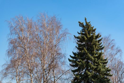 Nature tree with blue sky background in public park