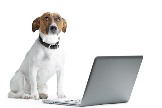 dog using laptop