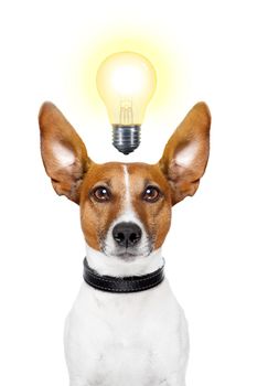 Dog having  great ideas showing a glowing lightbulb